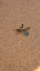 Acanthacris ruficornis