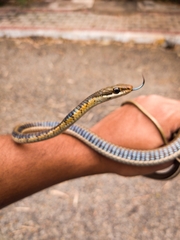 Dendrelaphis tristis