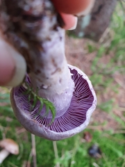 Cortinarius traganus