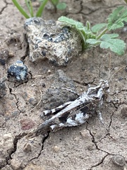 Oedipoda canariensis