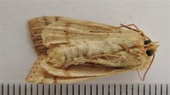 Enargia fausta