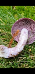 Cortinarius traganus