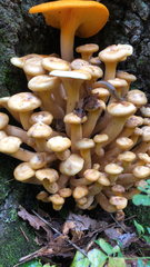 Physalacriaceae