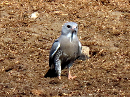 Lizard Buzzard