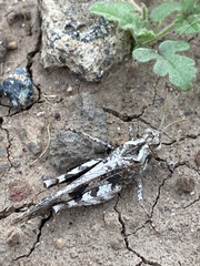 Oedipoda canariensis