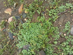 Coldenia procumbens