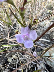 Agalinis decemloba