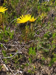 Ursinia paleacea