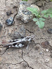 Oedipoda canariensis