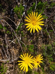 Ursinia paleacea