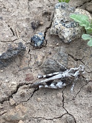 Oedipoda canariensis