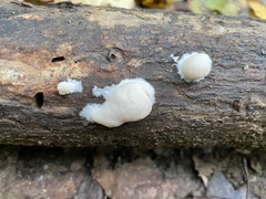 Reticularia