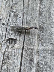 Raphidiinae