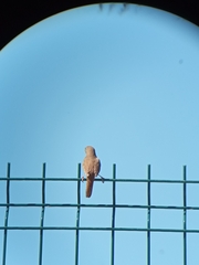 Troglodytes aedon chilensis