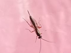 Pimpla rufipes