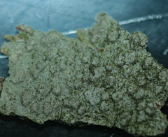 Pertusaria leioplaca