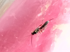 Pimpla rufipes