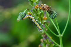 Cucullia scrophulariae
