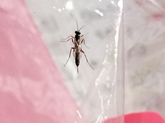 Pimpla rufipes