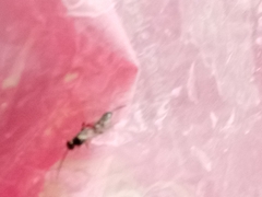 Pimpla rufipes