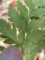 Rumohra adiantiformis