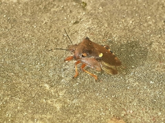 Pinthaeus sanguinipes