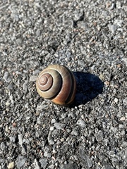 Cepaea nemoralis