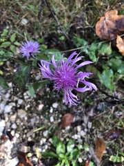 Centaurea montana