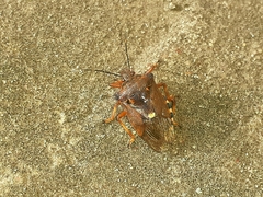 Pinthaeus sanguinipes