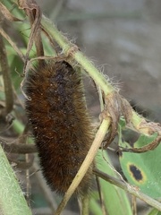 Pyrrharctia isabella