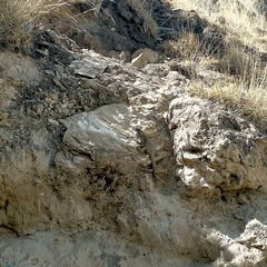 Laudakia sacra