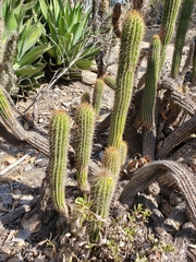 Trichocereus spachianus