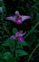 Bletia neglecta