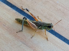 Phoetaliotes