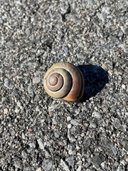 Cepaea nemoralis