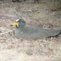 Vanellus senegallus