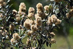 Brachylaena discolor