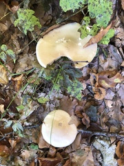 Infundibulicybe geotropa