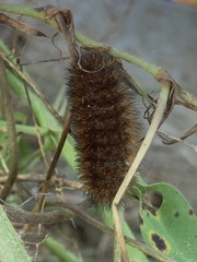 Pyrrharctia isabella
