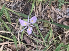 Moraea simulans