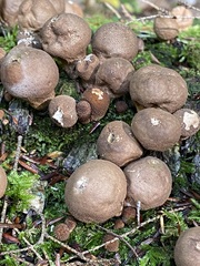 Lycoperdon nigrescens