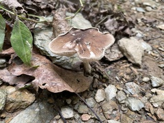 Pluteus cervinus