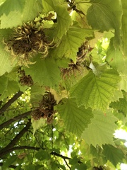 Corylus colurna