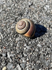 Cepaea nemoralis