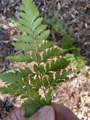 Rumohra adiantiformis