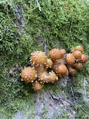 Pholiota aurivella