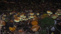Hypholoma