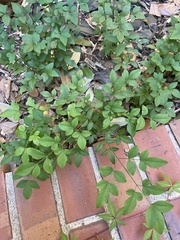 Jasminum