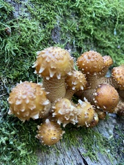 Pholiota aurivella