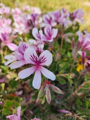 Pelargonium betulinum